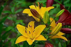 夏日花园里有百合花