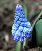 葡萄风信子 Grape Hyacinth