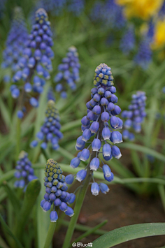 com采集十四公主~采集到风信子3绿色-西农的微博_微博weibo.