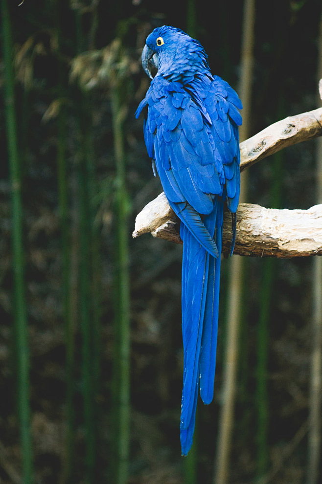 blue bird perch on b...