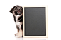 小狗与黑板图片素材