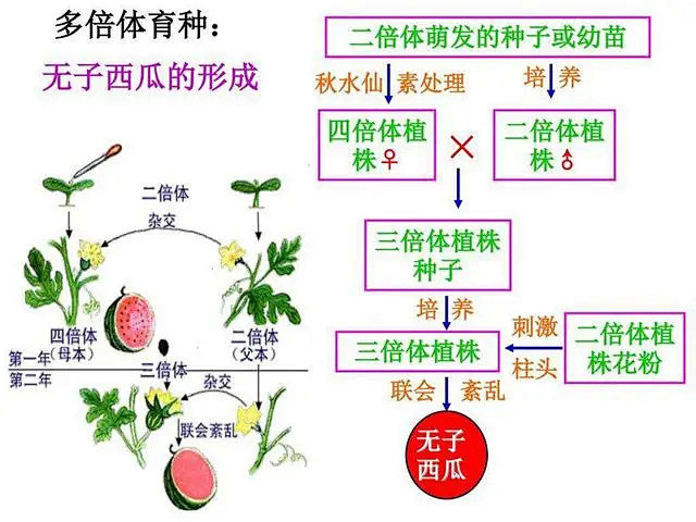 为什么把种子送上太空再下来种，种出来的东...