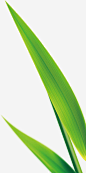 绿色芦苇叶粽子叶高清素材 叶粽 子叶 绿色 芦苇 免抠png 设计图片 免费下载