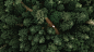 一般 3936x2214 树木 绿色 自然 森林 吉普