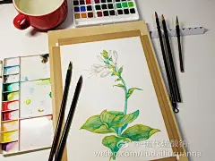 24节气花卉-08玉簪过程-硫代硫酸钠_原创,水彩,花卉_涂鸦王国插画