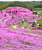 【樱花公园】日本北海道东藻琴芝樱公园，樱花季走起！