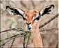 长颈羚，英文称：Gerenuk，仅产在非洲的索马里和肯尼亚，或许也是地球上进食最优雅的动物了吧！长颈羚不仅体型细长优美，表情也是非常符合自拍时代的审美标准的。