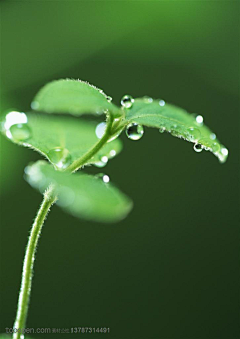 TGFeMhi3采集到谷雨