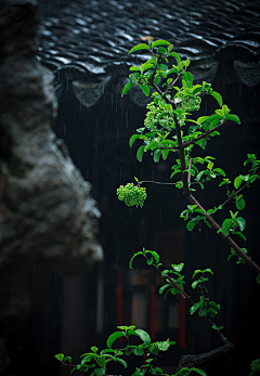 烟雨兰花采集到满园春色关不住