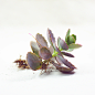 【非常花园】多肉植物 蕾丝姑娘／玉吊钟 Kalanchoe 'Rosy Dawn'