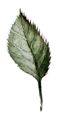 手绘花 蝴蝶 叶子 花环 钻石 花瓣 png素材