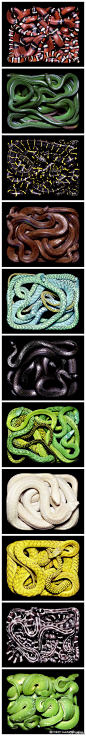 【极致进化：无腿的蛇如何成为顶级掠食者？】爬行动物演化史中，无腿这个属性出现过不止一次。但没有哪种无腿爬行动物像蛇一样成功。它们几乎遍布全球，多种多样，是很多人的噩梦，亦是独具美感的精灵。蛇为何如此成功？一系列大规模基因的改变，带给蛇许多效果拔群的超能力：O蛇是如何进化出来的？