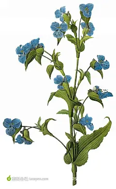 国外手绘鲜花插画