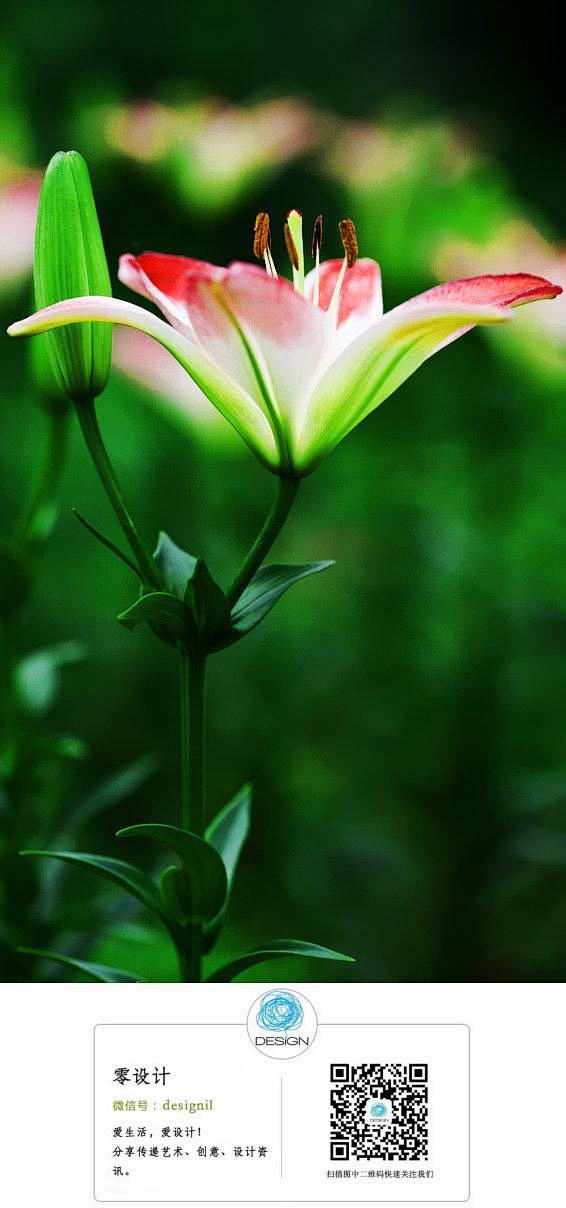 百合花 