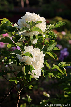 Ashpale采集到花花