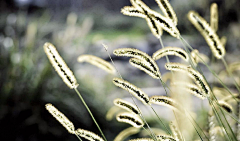 小麦君一生追随采集到观赏草@植物造景