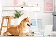 点击来源直接获取大图文件 |Shiba inu dog lying on the floor at home with laptop computer