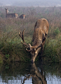 earthandanimals:


Thirsty Work by Richard Bond

