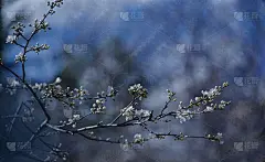 春意盎然，春意盎然。抽象的宏观照片。艺术的蓝色背景。幻想的设计。彩色的壁纸。