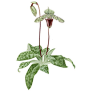 [lady-slipper 兜兰]