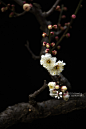 梅花图片素材