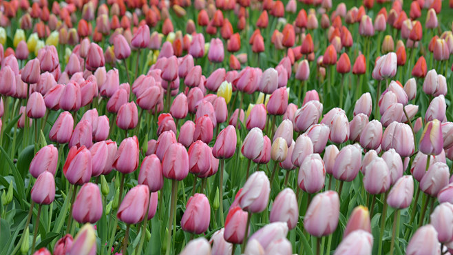 高清郁金香花海图片