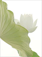 White Lotus Flower and the Leaf