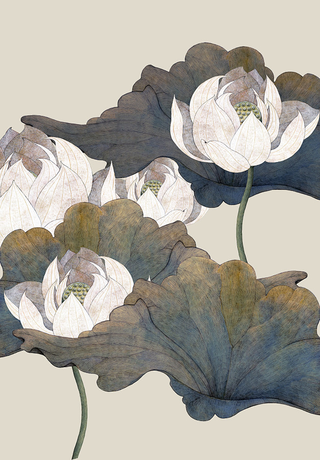 botany cd Drawing  F...