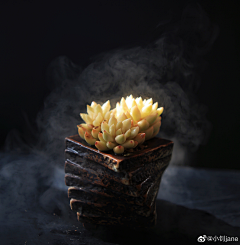 水水---采集到多肉
