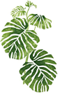Quickly and easily create a Jungle inspired design in your home with our Rainforest Phildendron 1 Stencil!: 
