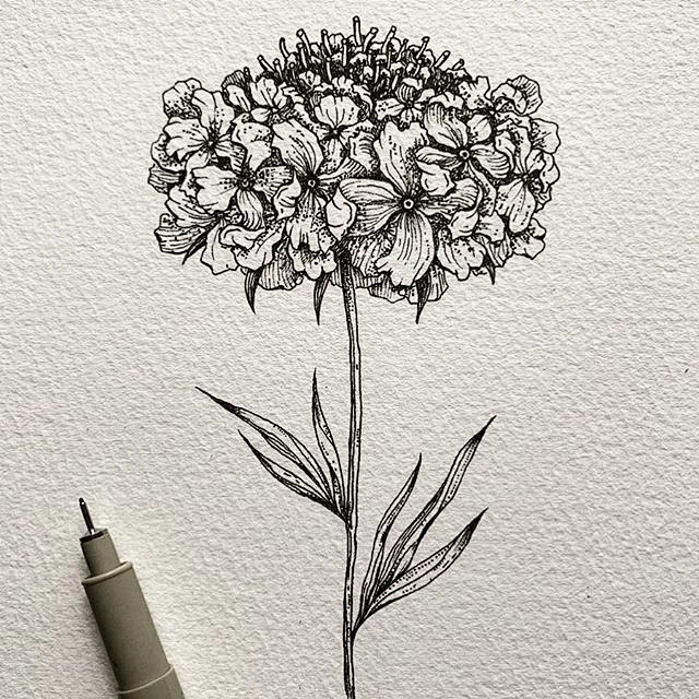 植物花卉线描画好线描基础知识点和临摹素材适合小朋友们初学者临摹