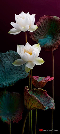 晴彦康月采集到Photography Flower