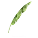 水彩 花圈 热带雨林 动物 植物 鸟类 烈火鸟 冰淇淋 PNG免抠图 2