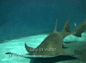 swordfish-gif-sawfish-2076042