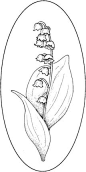 Click to see printable version of Lily Of The Valley 4 coloring page