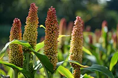 五谷杂粮之高粱种植技术