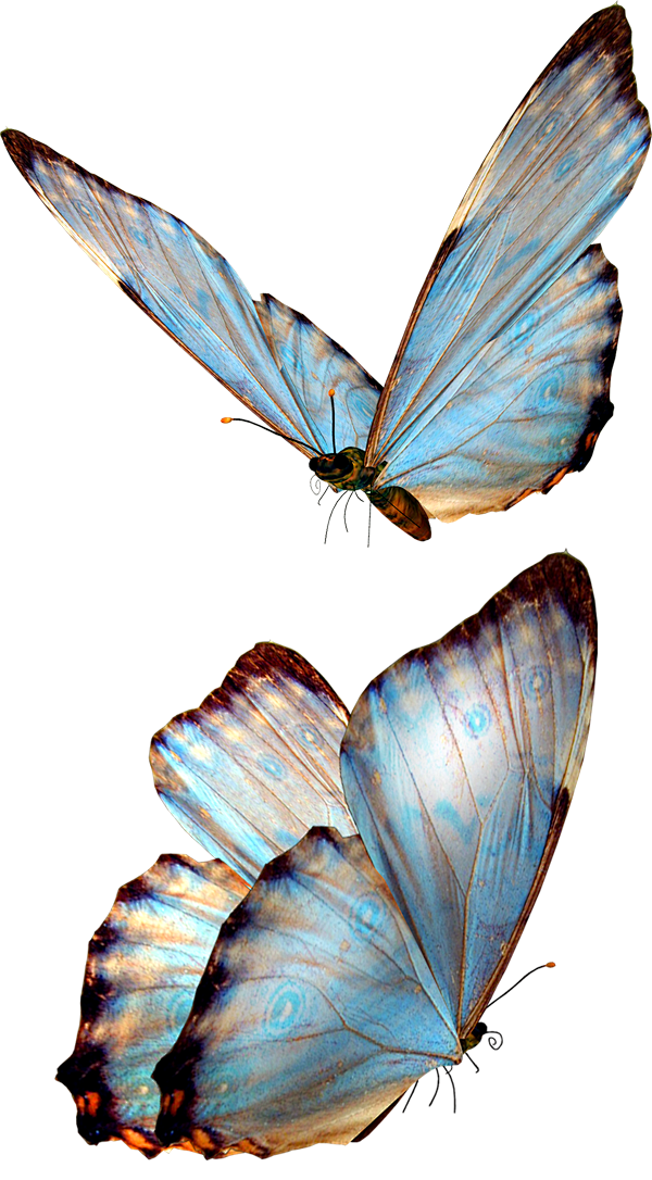 蝴蝶免抠PNG透明图片素材2