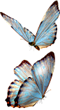 蝴蝶免抠PNG透明图片素材2 _素材-花／鸟／树  