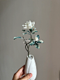 【二十四节气·小满三候】栀子花