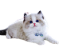 布偶猫幼崽