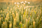 Wheat in evening sunlight by Andy Aveyard on 500px