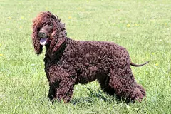 典型的爱尔兰水猎犬在花园里