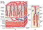 gastric mucosa - Google 搜索