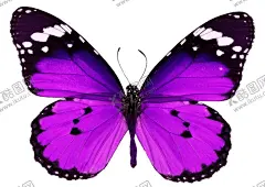 蝴蝶 【酷图网】蝴蝶,蝴蝶图腾,绚丽蝴蝶,蝴蝶手绘,蝴蝶插画,抽象蝴蝶,创意蝴蝶,蝴蝶名片,蝴蝶手提袋,创意海报,高档蝴蝶,彩色蝴蝶,金蝶,彩蝶,蜕变,蝶变,动物图腾,动物手绘