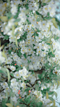 #随手拍春天##遇见春光##我家的春天##微博摄影大赛##遇见美好##我拍春天##最南京，全民拍##2020,我的春天# 
【湖北海棠】偷来梨蕊三分白，借得梅花一缕魂 ​​​​