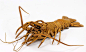又到了吃小龙虾的季节，就在人们享受饕餮盛宴的同时，来自日本的jizai okimono却将龙虾变成了自己雕塑作品的对象。机理复杂的龙虾在okimono的手下，用木雕表现的惟妙惟肖。值得一提的是，他的龙虾中的每一部分都是用小零件拼接而成的。