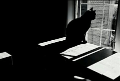 墨染柒柒采集到老巷里的黑猫，去哪了