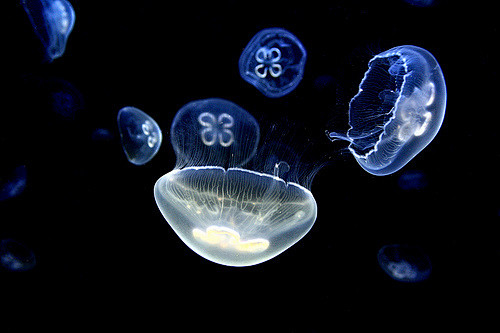 ஐ ɞ Jellyfish ʚ、水母、j...