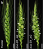 研究显示BdDUO1 及其同源基因可能调控了植物器官从无限生长向有限生长的转变。

小麦品种 Fielder （左）和 DUO-B1 基因突变后（中、右）的小麦穗部表型。可见 DUO-B1 基因突变后，在一个穗节上产生了多个小穗（白色箭头标示）