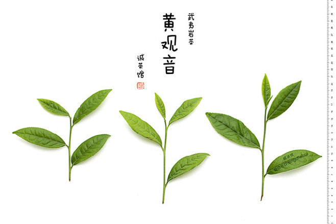 武夷岩茶黄观音